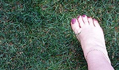 Shade Tolerant Perennial Ryegrass and Fine Fescue Mix