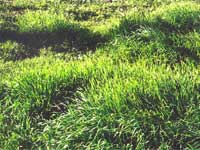 Erosion Control Grass Mix